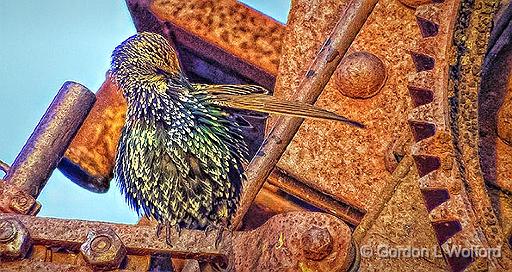 Preening Starling On A Rusty Perch_DSCF4918.jpg - European Starling (Sturnus vulgaris) photographed at Smiths Falls, Ontario, Canada.